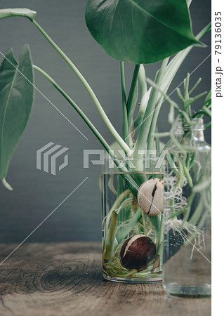 インテリアグリーンのモンステラとアボカドの種とリプサリスの水耕栽培の写真素材