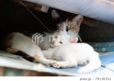 可愛い子猫 猫の親子 可愛い子猫 猫の親子 79136352
