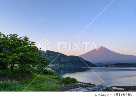 （山梨県）朝焼けの富士山と新緑・河口湖 79136460