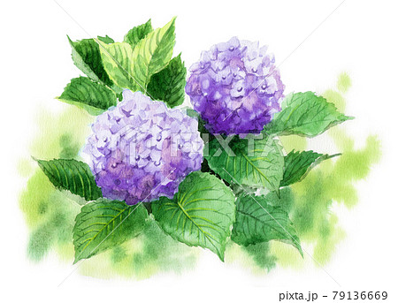 purple hydrangea watercolor