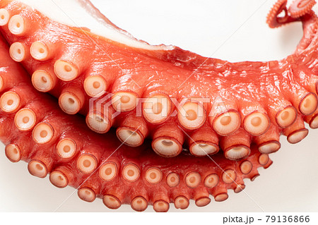 タコ(湯だこ)のアップ。(白バック) 79136866