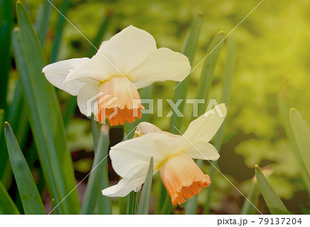 Blooming daffodils in the garden during sunset. Blooming daffodils in the garden during sunset. 79137204