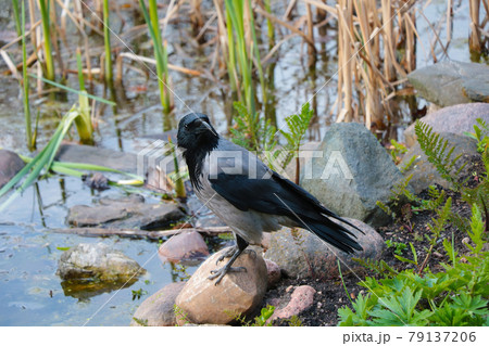 Close-up of a black crow standing on a stone. 79137206