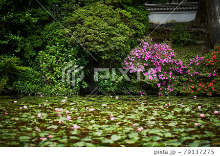三重県　金剛證寺　連間の池 79137275