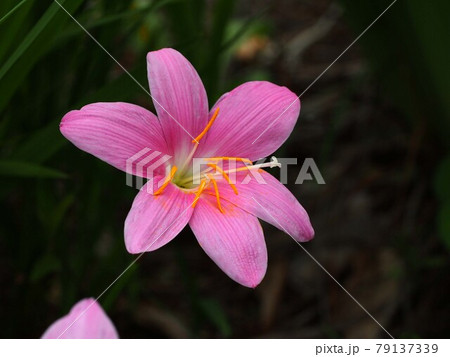 日かげに咲いたピンクのゼフィランサスの写真素材