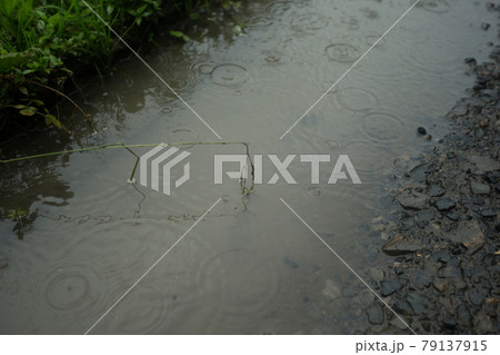 雨が降る水たまりの様子(砂利道) 雨が降る水たまりの様子(砂利道) 79137915