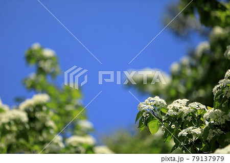 綺麗に可愛らしく咲く満開のアズキナシの花 79137979