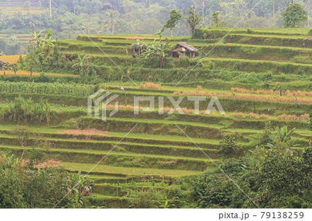View over typical rice terraces on the island of Bali in Indonesia View over typical rice terraces on the island of Bali in Indonesia 79138259