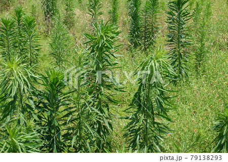 草原　野原　雑草　土地 79138293