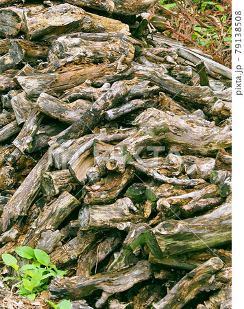 キャンプ(まき) 79138508