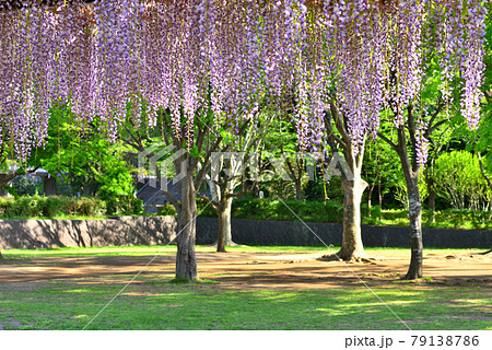 満開に咲く藤沢新林公園の藤棚 満開に咲く藤沢新林公園の藤棚 79138786