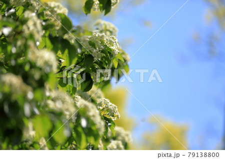 綺麗に可愛らしく咲く満開のアズキナシの花 79138800