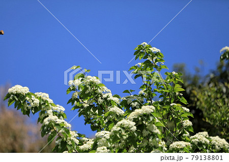 綺麗に可愛らしく咲く満開のアズキナシの花 79138801