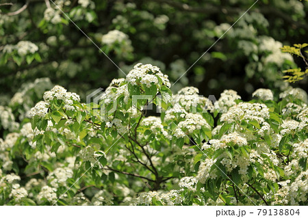 綺麗に可愛らしく咲く満開のアズキナシの花 79138804