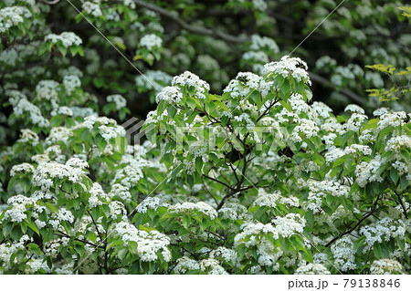 綺麗に可愛らしく咲く満開のアズキナシの花 79138846