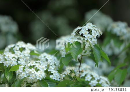 綺麗に可愛らしく咲く満開のアズキナシの花 79138851