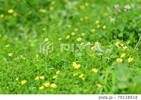 黄色い花が咲く春の野原のイメージの写真素材