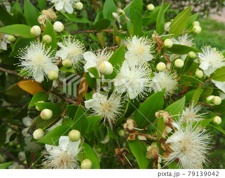 ギンバイカの花 ギンバイカの花 79139042