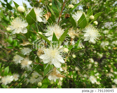 ギンバイカの花 ギンバイカの花 79139045