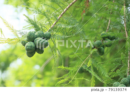 ラクウショウの実 ヌマスギの松ぼっくり ラクウショウ ラクウショウの実 ヌマスギの松ぼっくり ラクウショウ 79139374