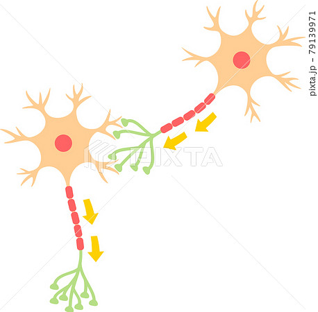 ニューロンと伝達方向の矢印のイラスト素材