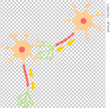 ニューロンと伝達方向の矢印のイラスト素材