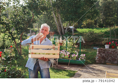 harvest: white apples in a wooden box. products ready for export. import of seasonal goods. An elderly man holds a box. The gardener enjoys the fruits of his work harvest: white apples in a wooden box. products ready for export. import of seasonal goods. An elderly man holds a box. The gardener enjoys the fruits of his work 79141042