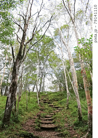南アルプス山伏岳 百畳峠からの登山道 南アルプス山伏岳 百畳峠からの登山道 79141110