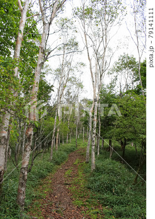 南アルプス山伏岳 百畳峠からの登山道 南アルプス山伏岳 百畳峠からの登山道 79141111
