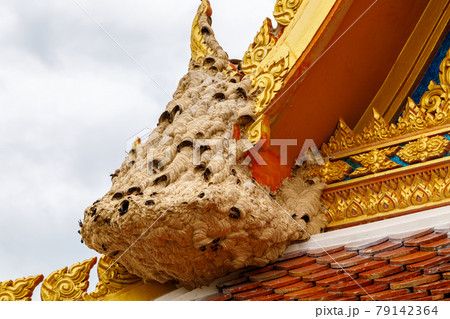 Wasp nest at the edge of the temple roof. Close-up 79142364
