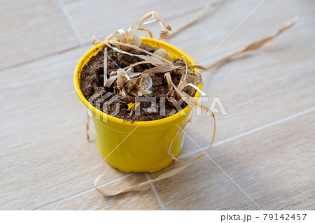 A dried up dead flower in a yellow pot. Long withered leaves 79142457