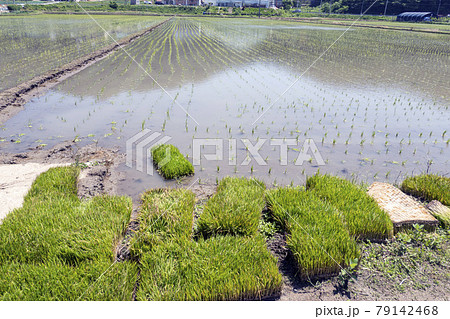 米 ノン 原野 79142468