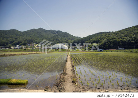米 ノン 原野 79142472