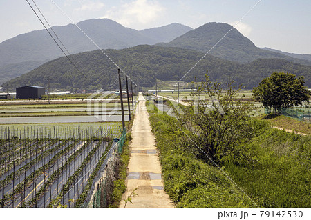 米 農場 ノン 79142530