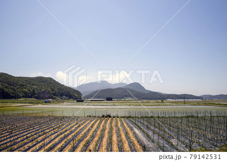 米 農場 ノン 79142531