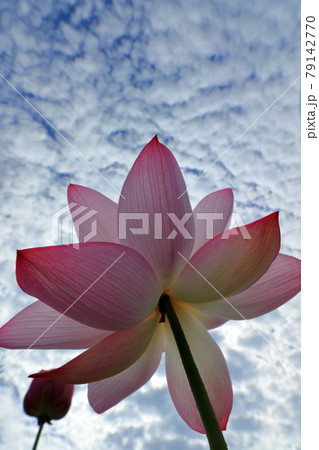 蓮の花と空 蓮の花と空 79142770