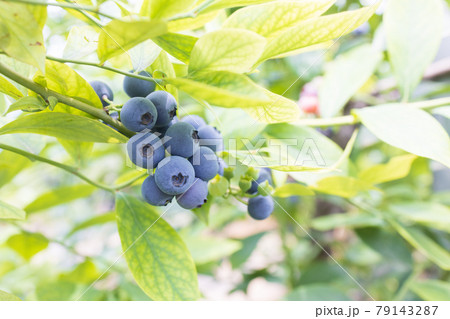 初夏の新鮮なブルーベリー 79143287