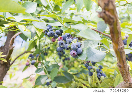 初夏の新鮮なブルーベリー 79143290
