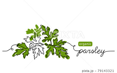 Parsley sprig, branch vector illustration, background, label design. One continuous line drawing art illustration with lettering organic parsley 79143321