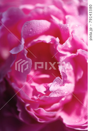Close-up of delicate pink flower petals of peony, sensuality andd femininity concept 79143380
