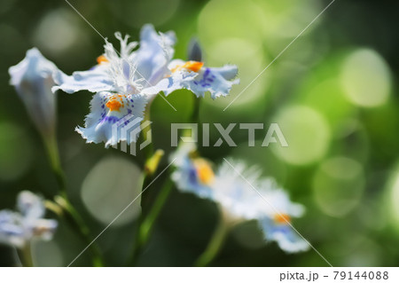 シャガの花の写真素材