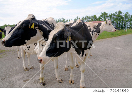 ホルスタイン牛のいる風景 79144340