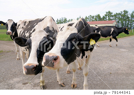 ホルスタイン牛のいる風景 79144341