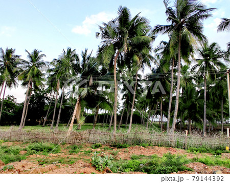 A lot of palm trees by the seaside in Chennai A lot of palm trees by the seaside in Chennai 79144392