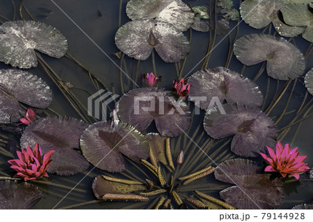 Water lily flowers blooming in water Water lily flowers blooming in water 79144928