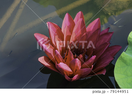 Water lily flowers blooming in water Water lily flowers blooming in water 79144951