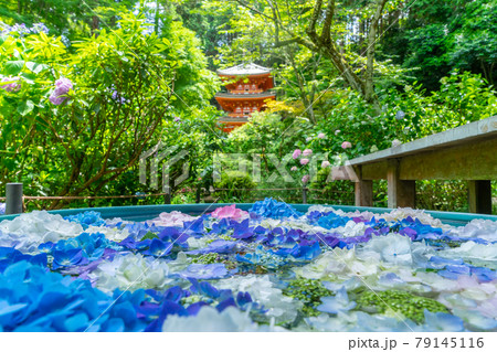 【京都府木津川市】関西花の寺二十五霊場 あじさい寺「岩船寺」 79145116