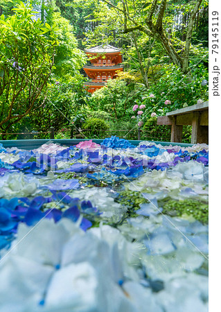 【京都府木津川市】関西花の寺二十五霊場 あじさい寺「岩船寺」 79145119