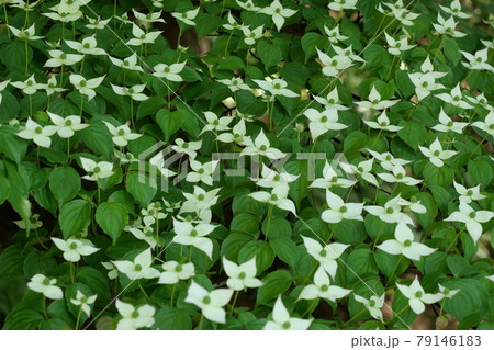 ヤマボウシの花 ヤマボウシの花 79146183