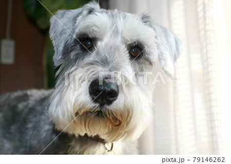 犬。ペット。ミニチュアシュナウザー。 79146262